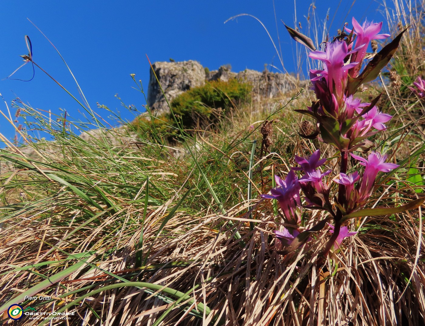 29 Gentianella anisodonta (Genzianella anisodonta) con cima del Corno Zuccone.JPG